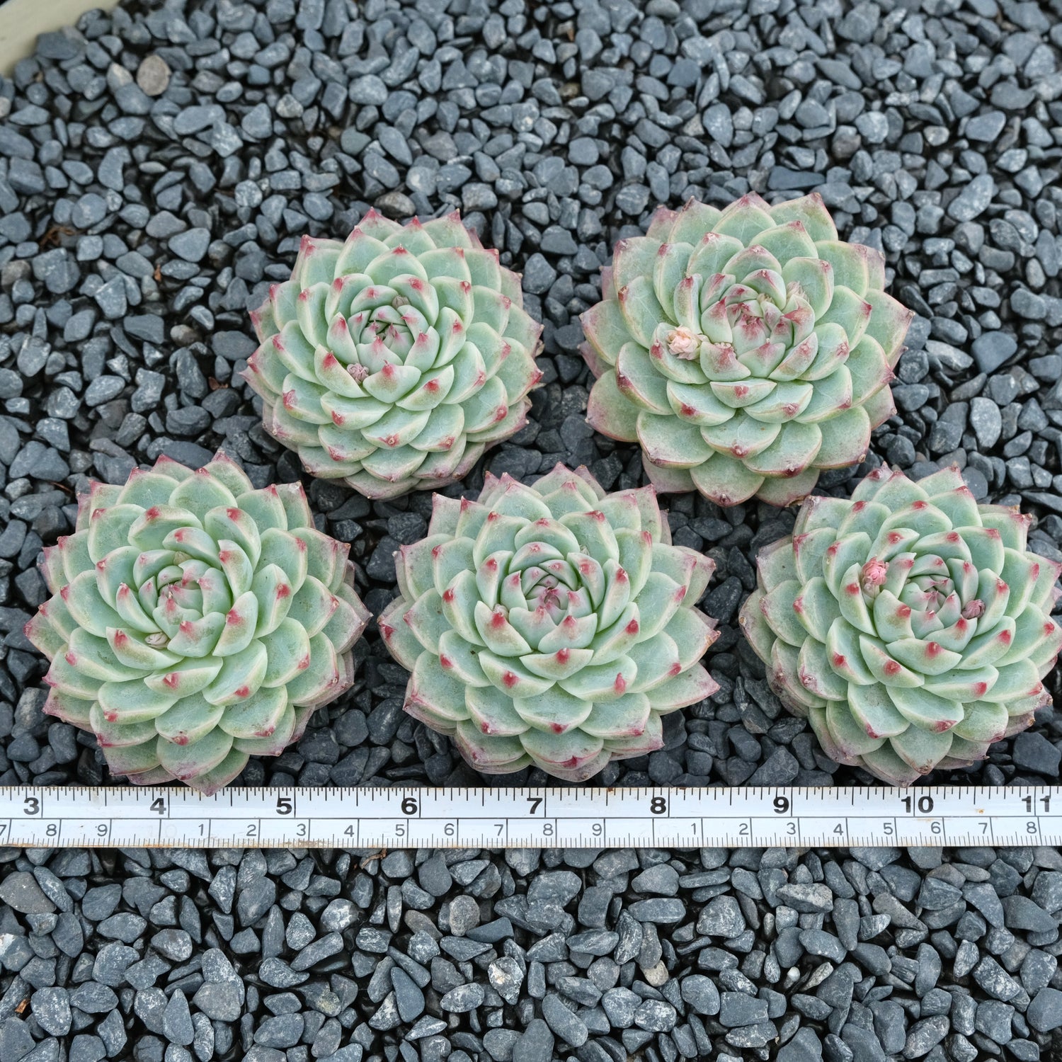 Echeveria Bing Chan Imported Succulent Plant