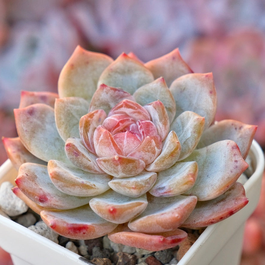 Echeveria Phantom of Pink Korean Succulent Plant