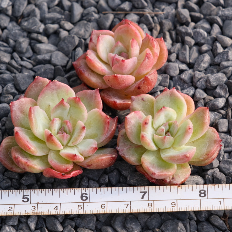 Monstrose Ech. Vampire Queen Korean Succulent Plant Rare Changhee hybrid
