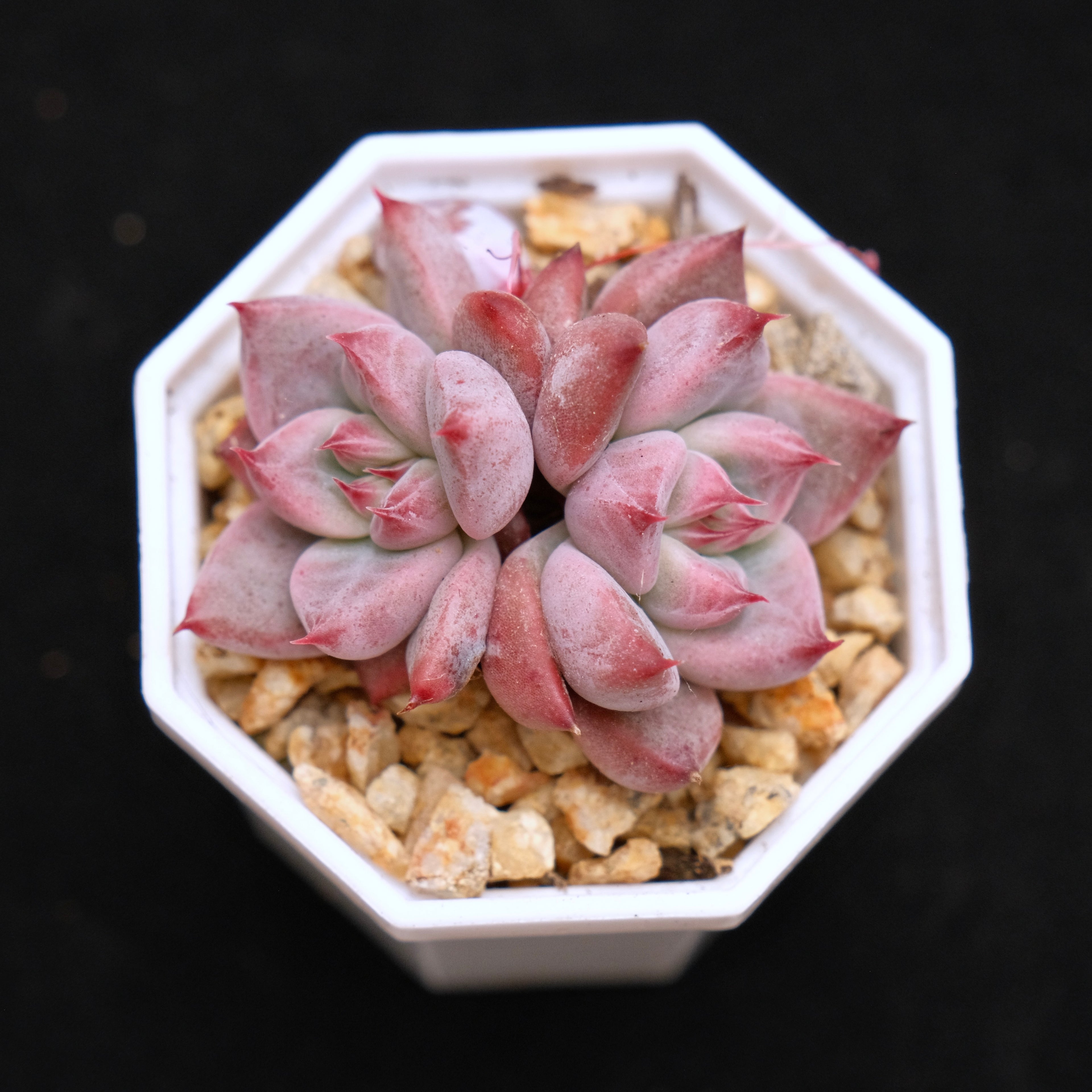 Echeveria Pena baby Korean Succulent Plant