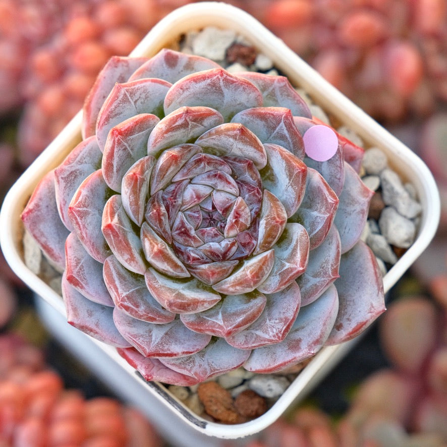 Echeveria Pink Jenny Korean Succulent Plant