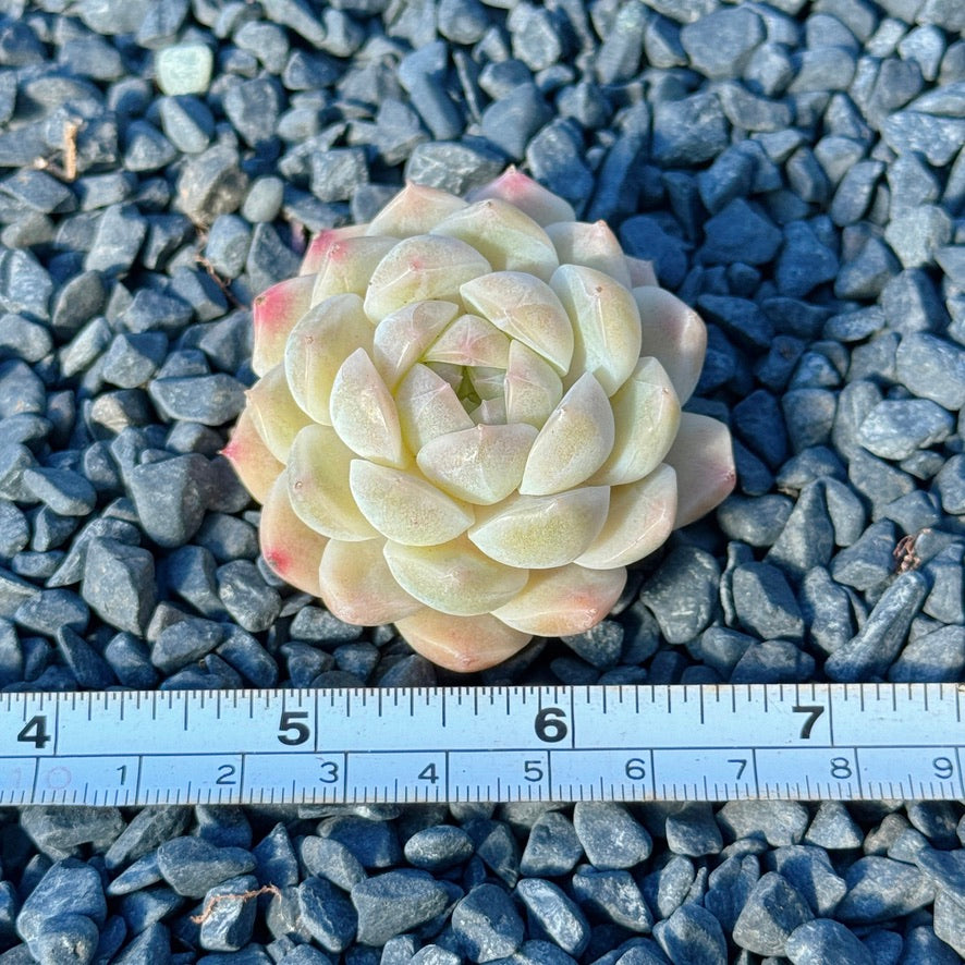 Echeveria Mystery Hybrid Succulent Plant C