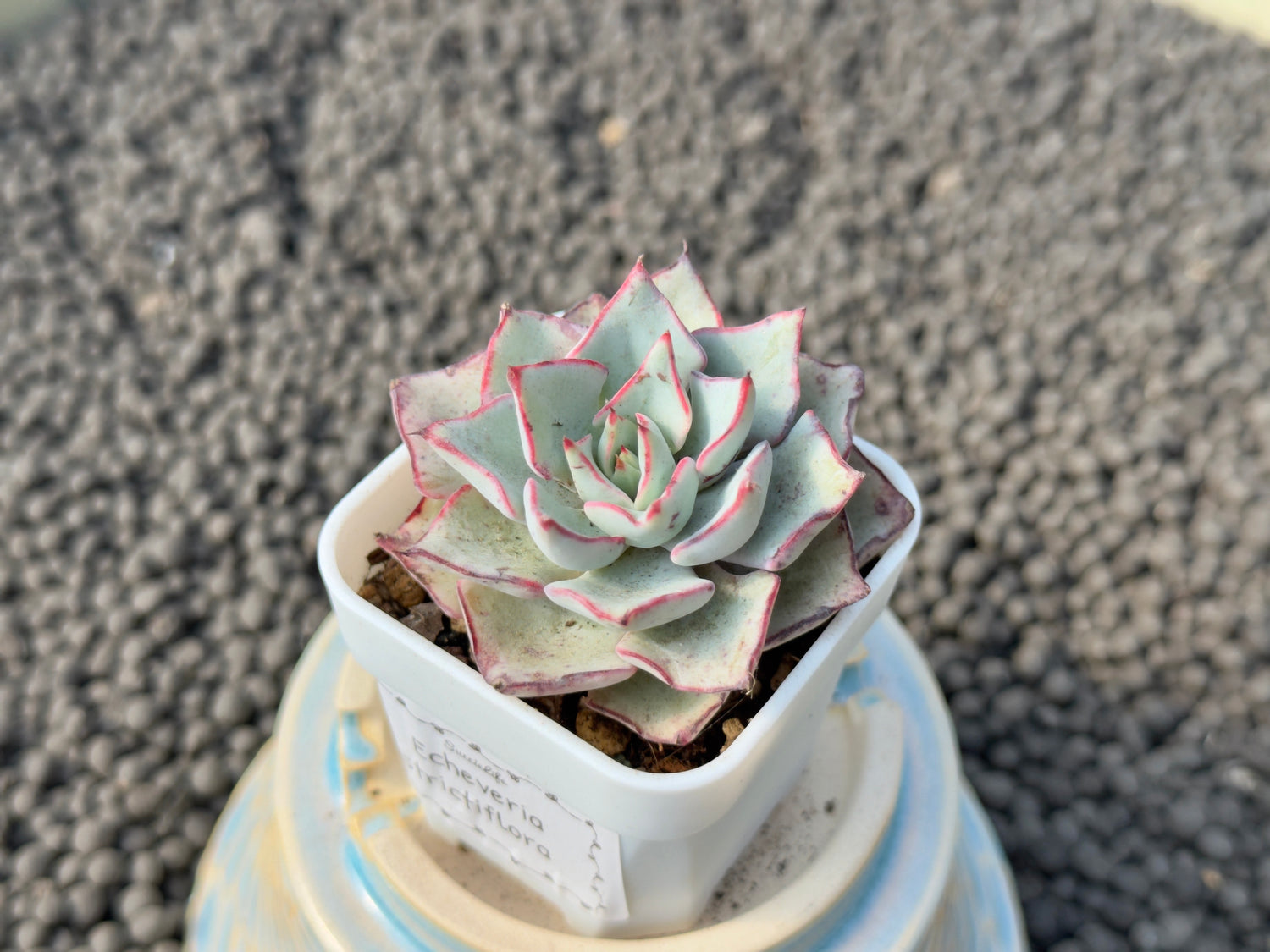 Echeveria Stritiflora Korean Succulent Plant