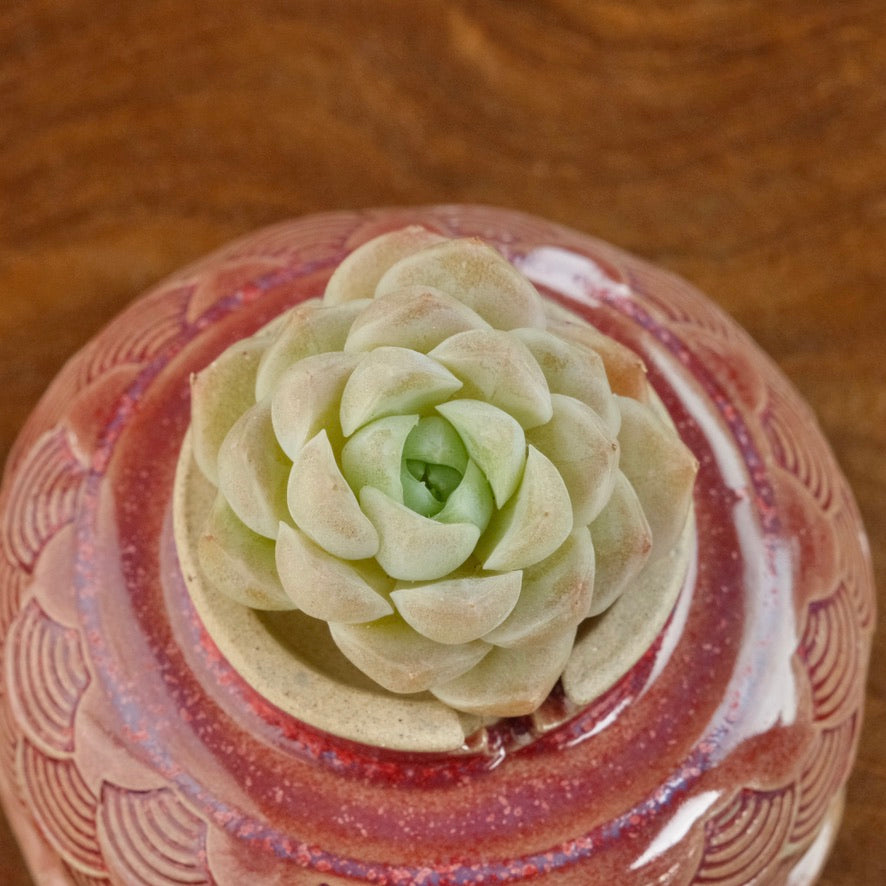 Echeveria Ice Castle Korean Succulent Plant Changhee hybird