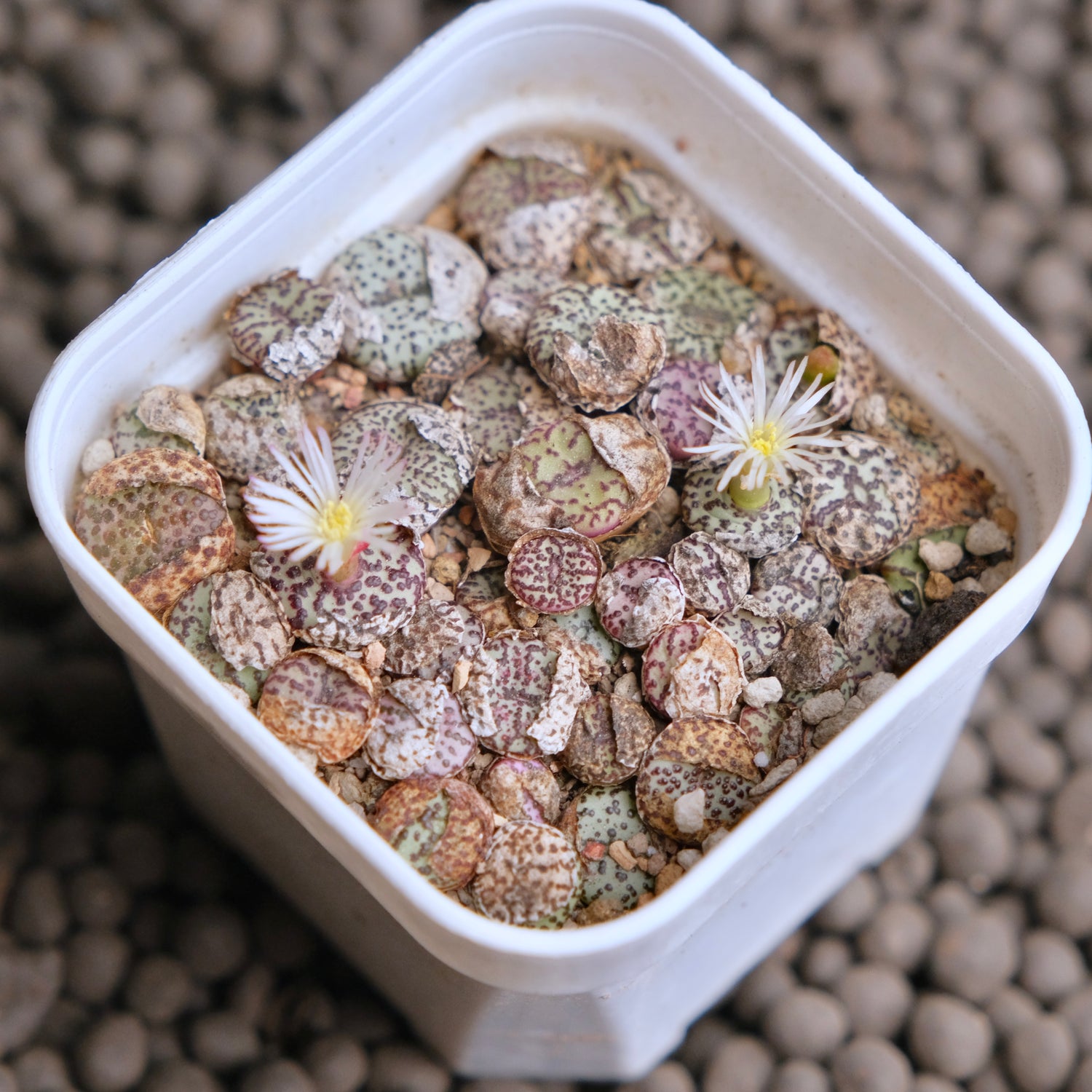 Conophytum obcordellum Imported Succulent Plant - random
