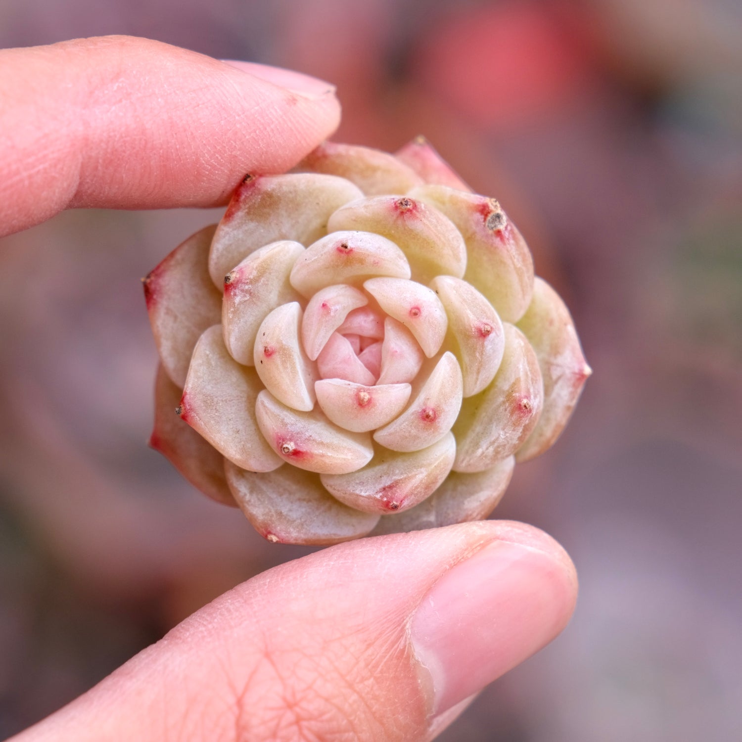 Echeveria Pure Love Korean Succulent Plant Changhee hybrid