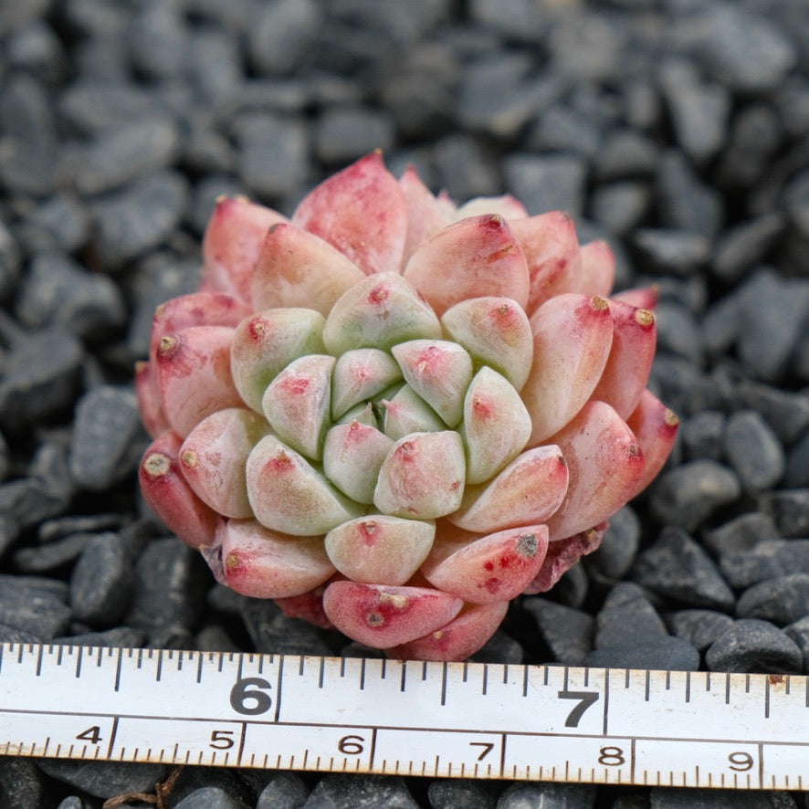 Echeveria Alba Beauty Imported Succulent Plant