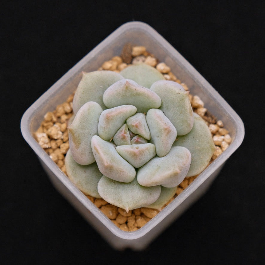 Echeveria Choux Cream baby Korean Succulent Plant