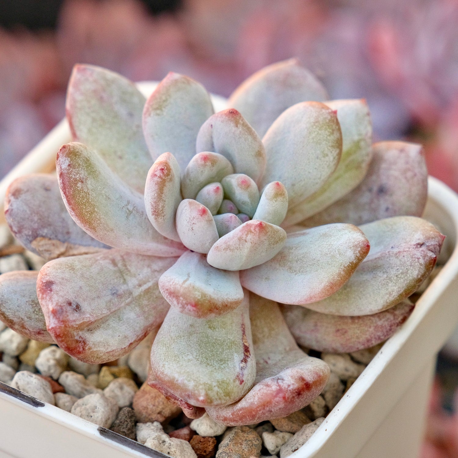 Monstrose Echeveria Monroe Korean Succulent Plant