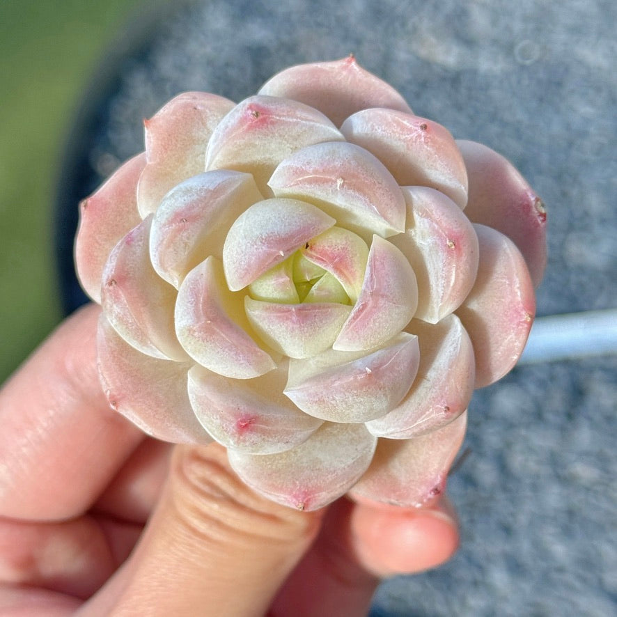 Echeveria Mystery Hybrid Succulent Plant D
