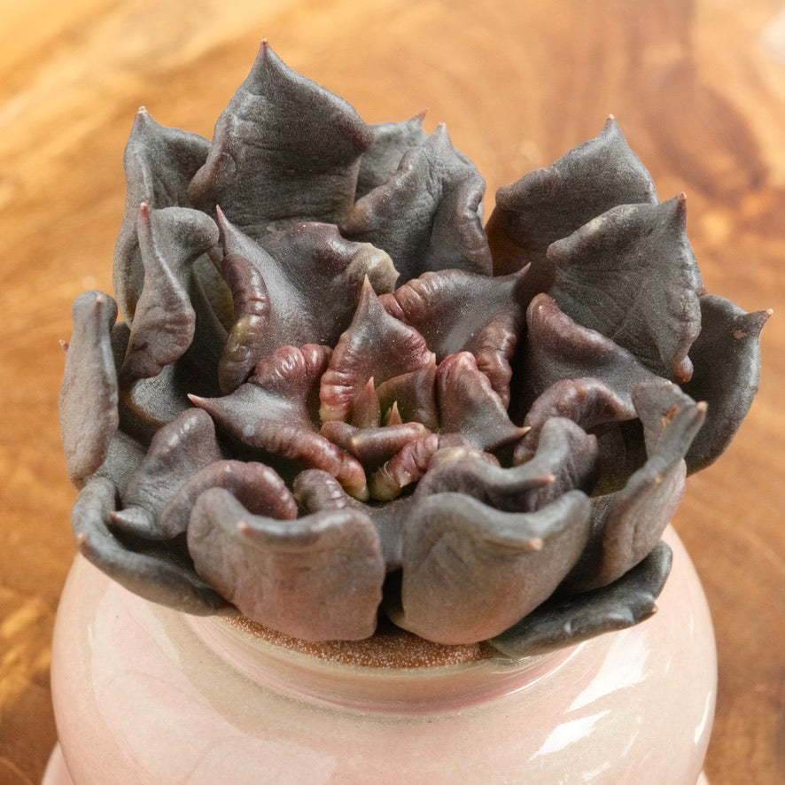 Echeveria Superbowl Korean Succulent Plant