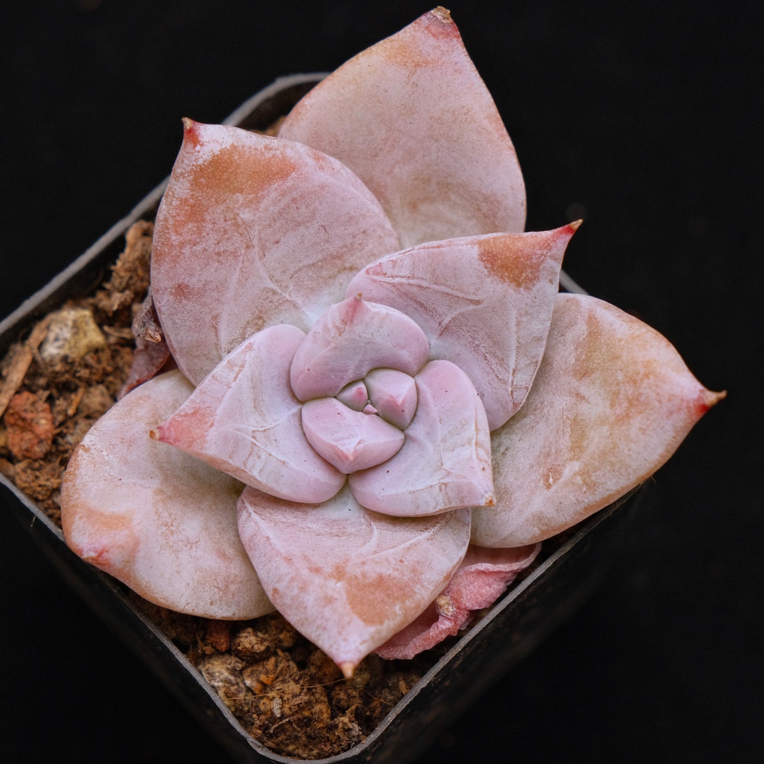 Echeveria Ice Muscle Korean Succulent Plant Rare