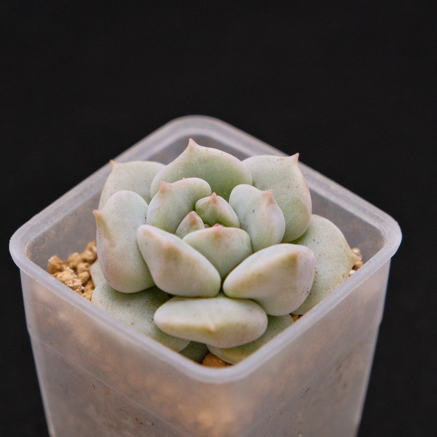 Echeveria Choux Cream baby Korean Succulent Plant