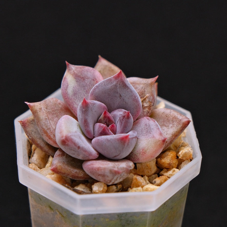Variegated Echeveria Good Night Korean Succulent Plant