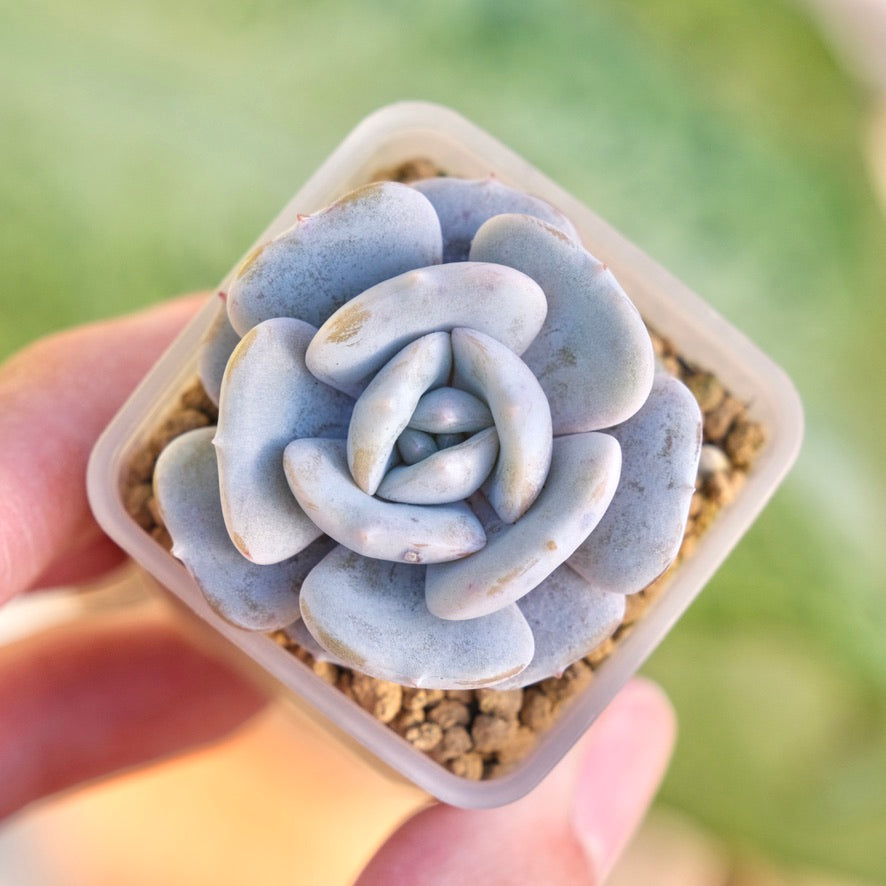 Echeveria Milk Purple Korean Succulent Plant Changhee hybrid