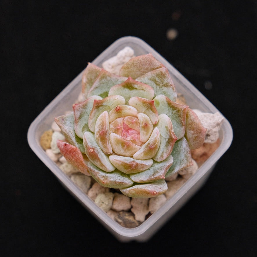 Echeveria Pink Jenny Korean Succulent Plant