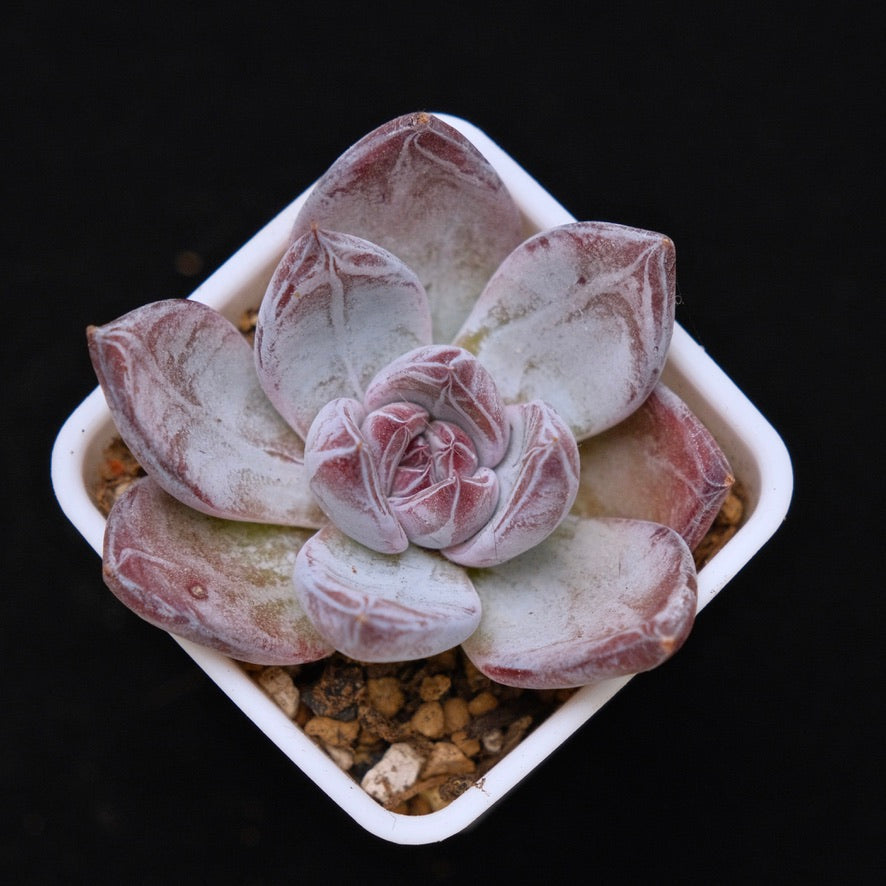 Echeveria Black Sabbath Korean Succulent Plant Air Magic Hybrid