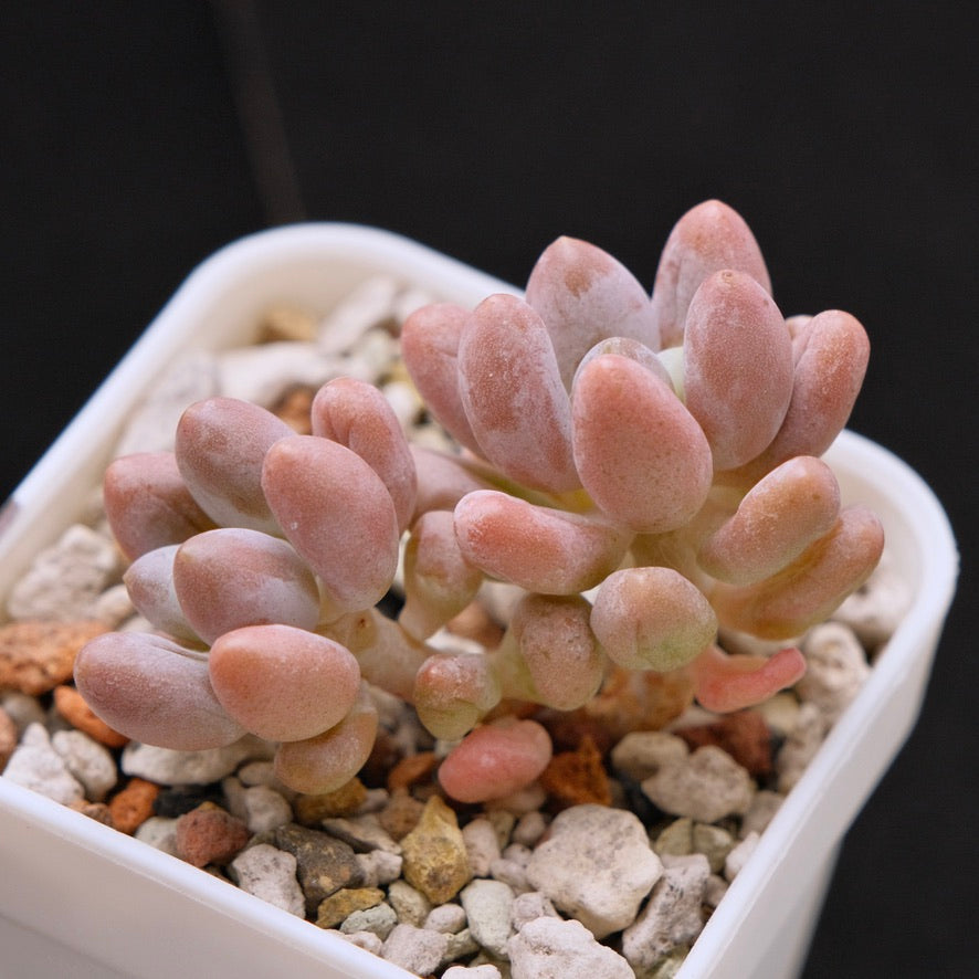 Chubby hybrid Korean Succulent Plant