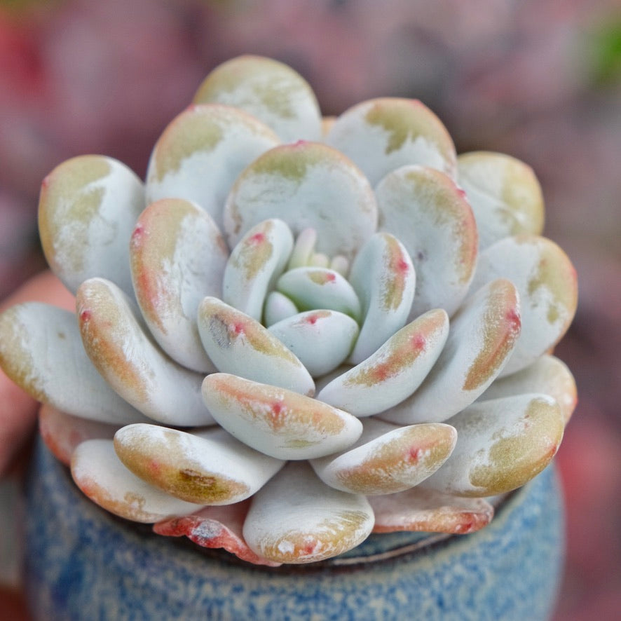 Echeveria laui Imported Succulent Plant