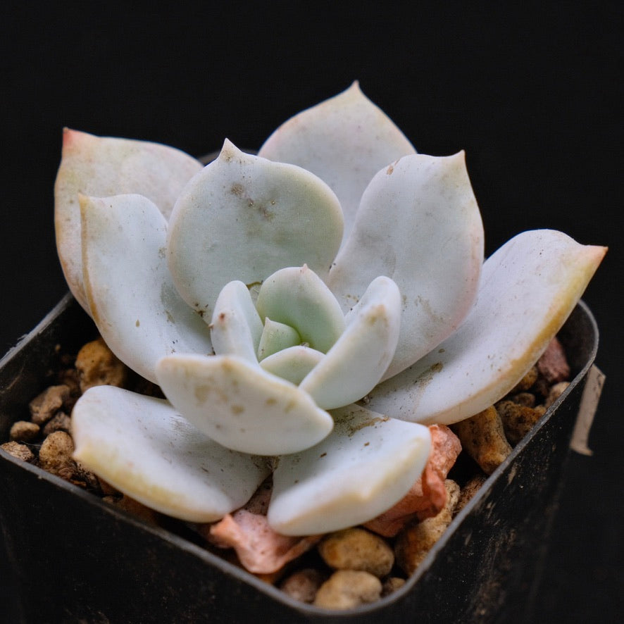 Echeveria Laui hybrid Korean Succulent Plant