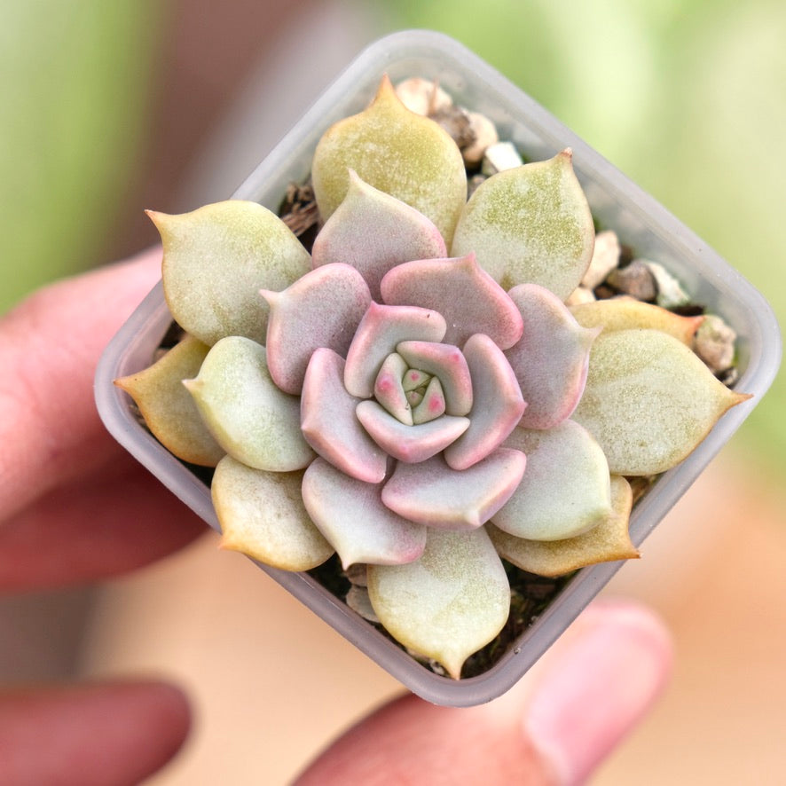 Echeveria Pink Floyd Korean Succulent Plant