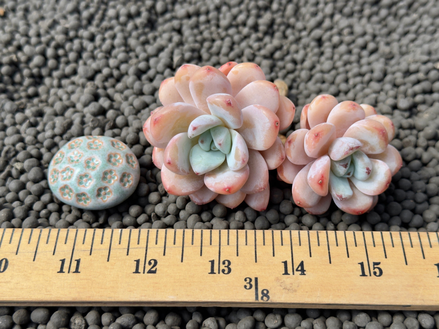 Echeveria Star Snow Double Imported Succulent Plant
