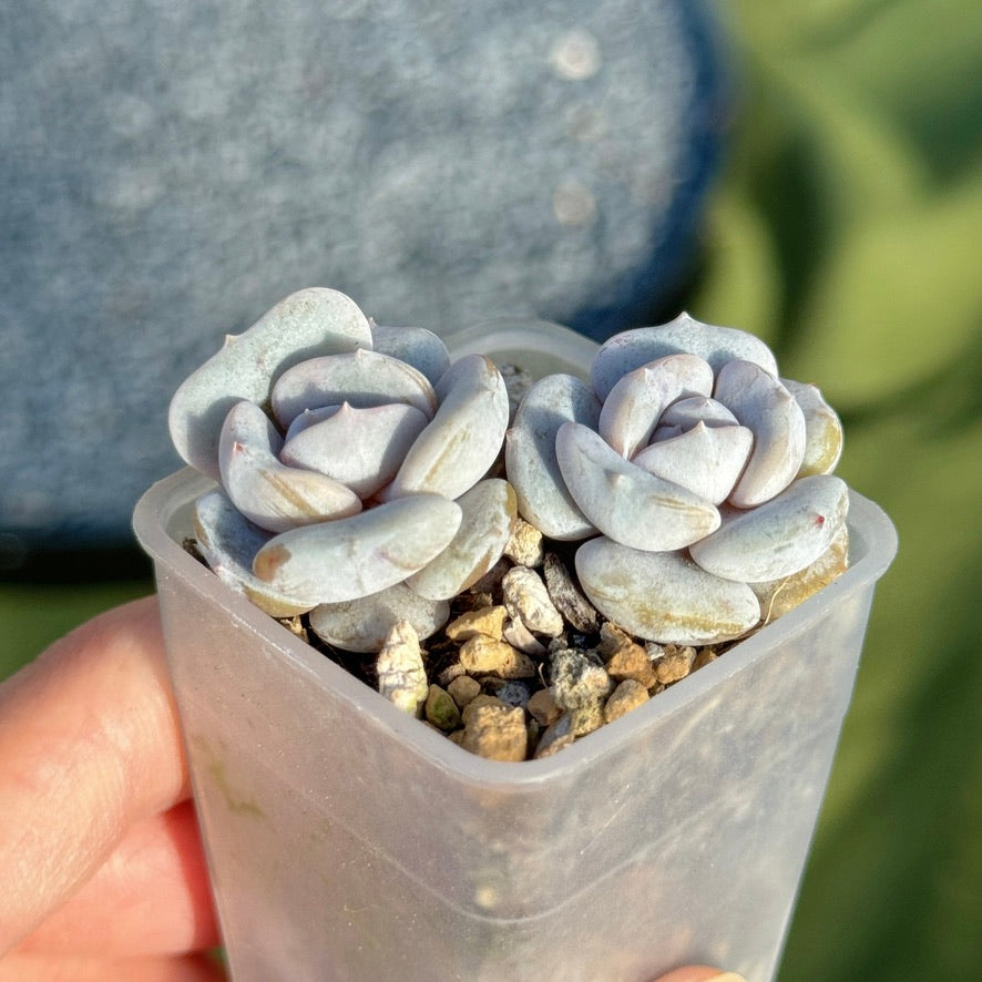 Echeveria Milk Purple Korean Succulent Plant Changhee hybrid