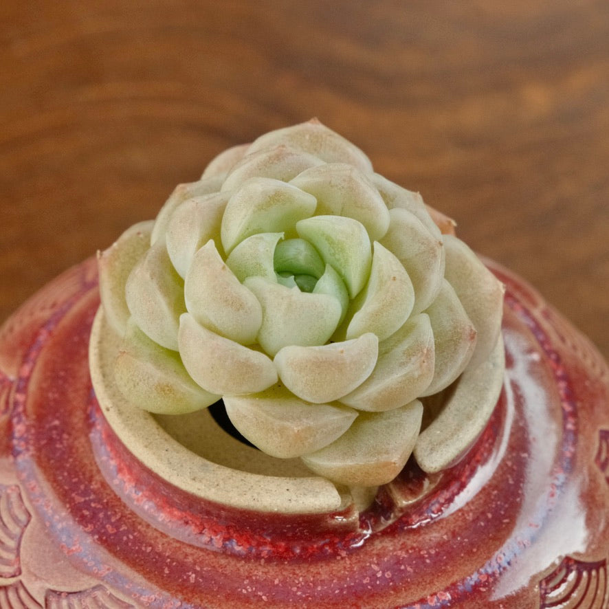 Echeveria Ice Castle Korean Succulent Plant Changhee hybird