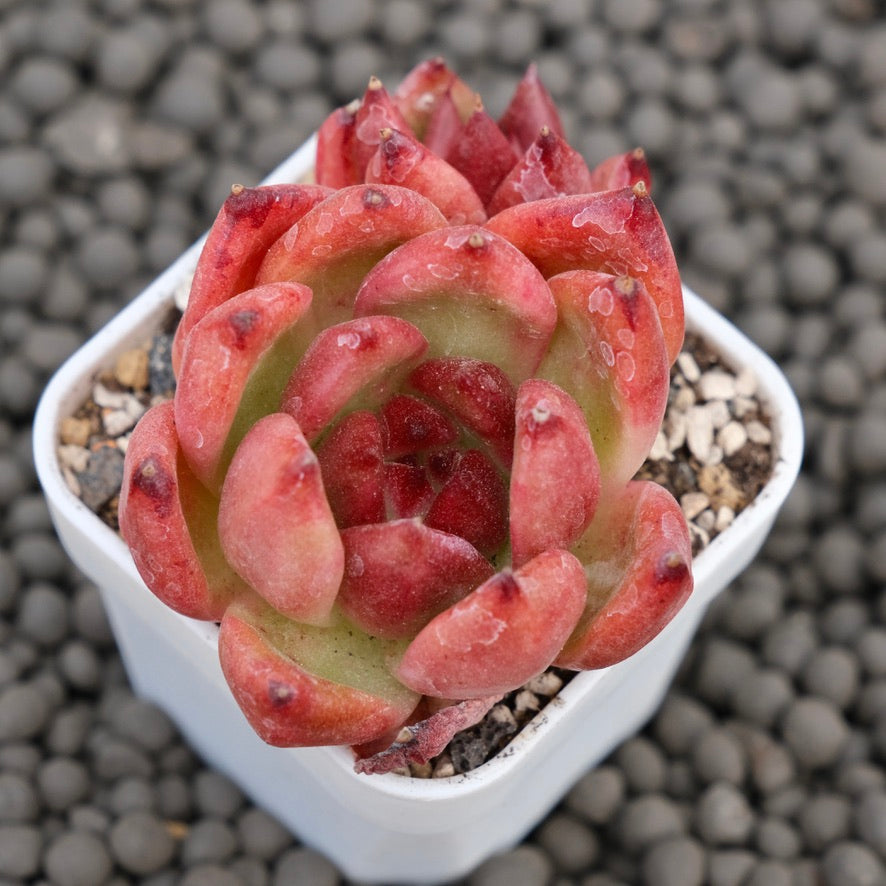 Echeveria Primori Korean Succulent Plant