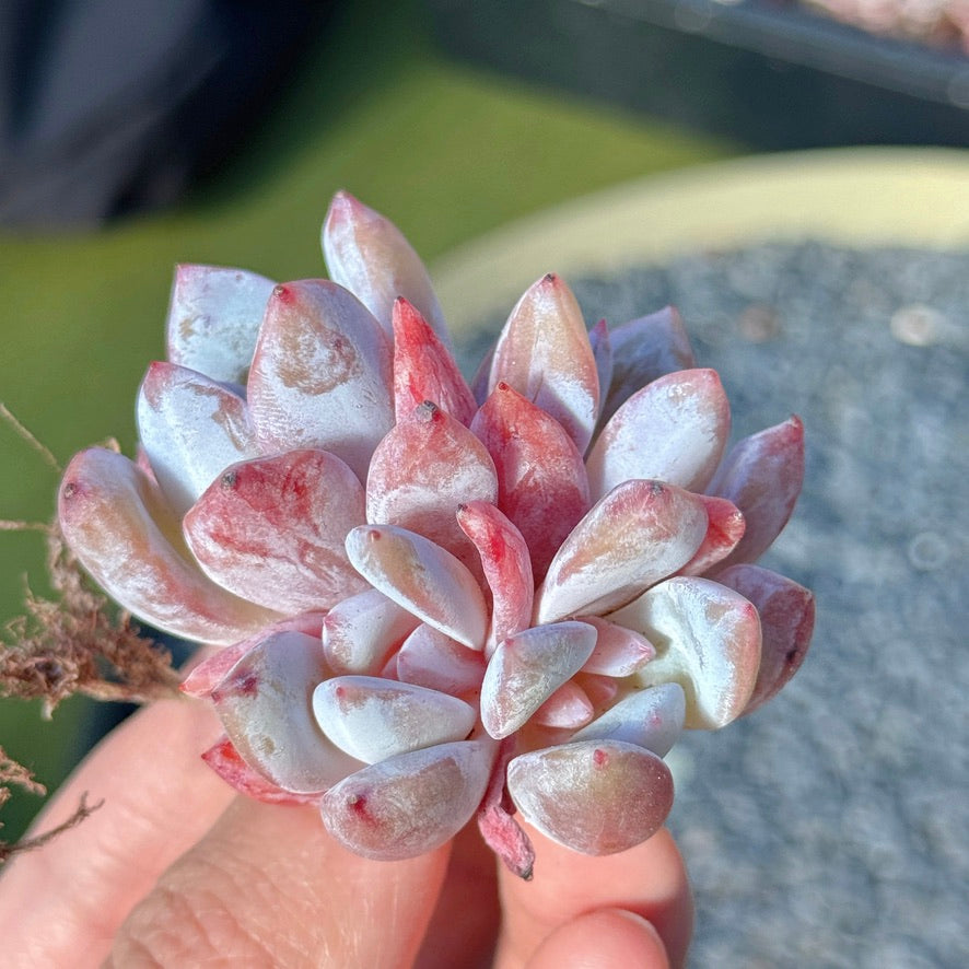Echeveria Trumso Succulent Plant F