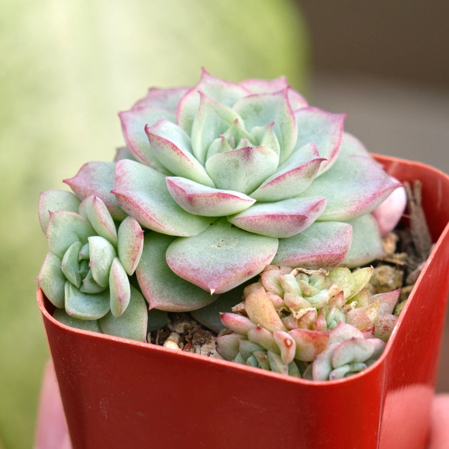 Echeveria Queen Rose Korean Succulent Plant Air Magic hybrid