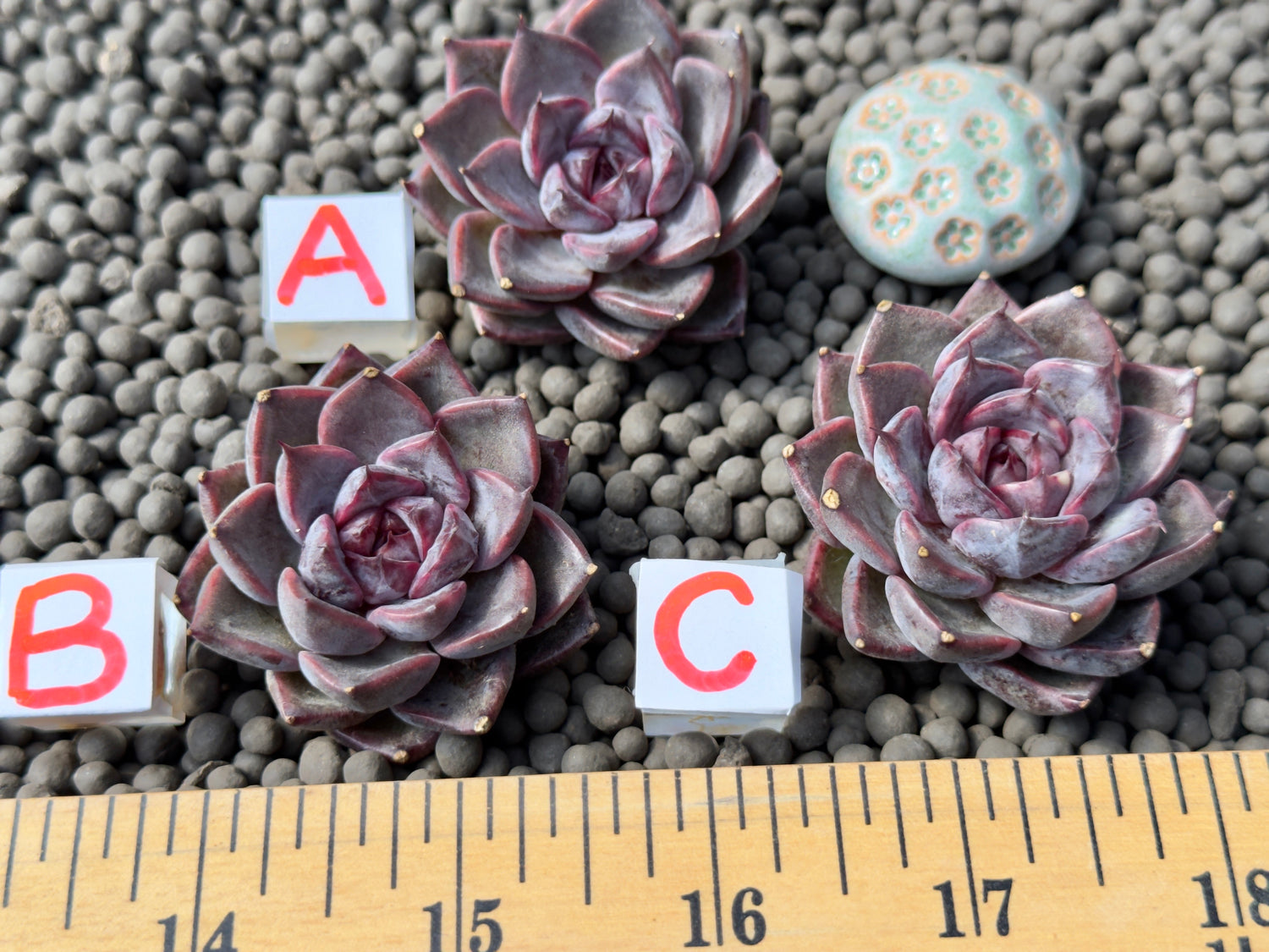 Echeveria Magenta Korean Succulent Plant