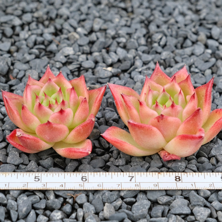 Echeveria Alisa Imported Succulent Plant Hwaga hybid