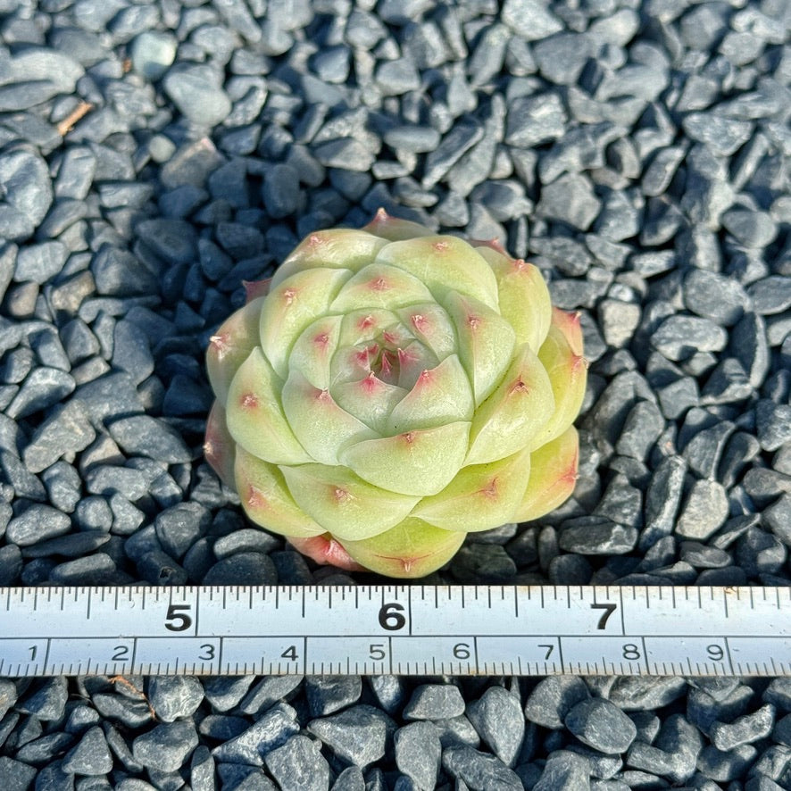 Echeveria Malgan Succulent Plant B