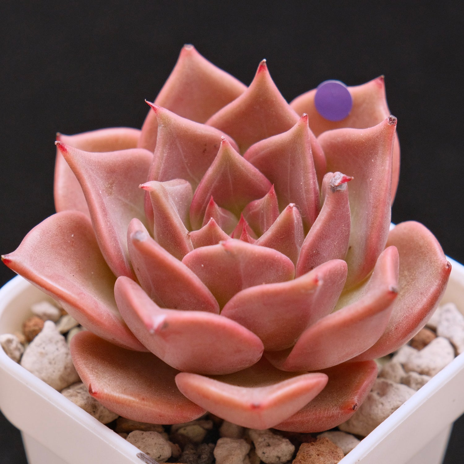 Echeveria Silonica Korean Succulent Plant