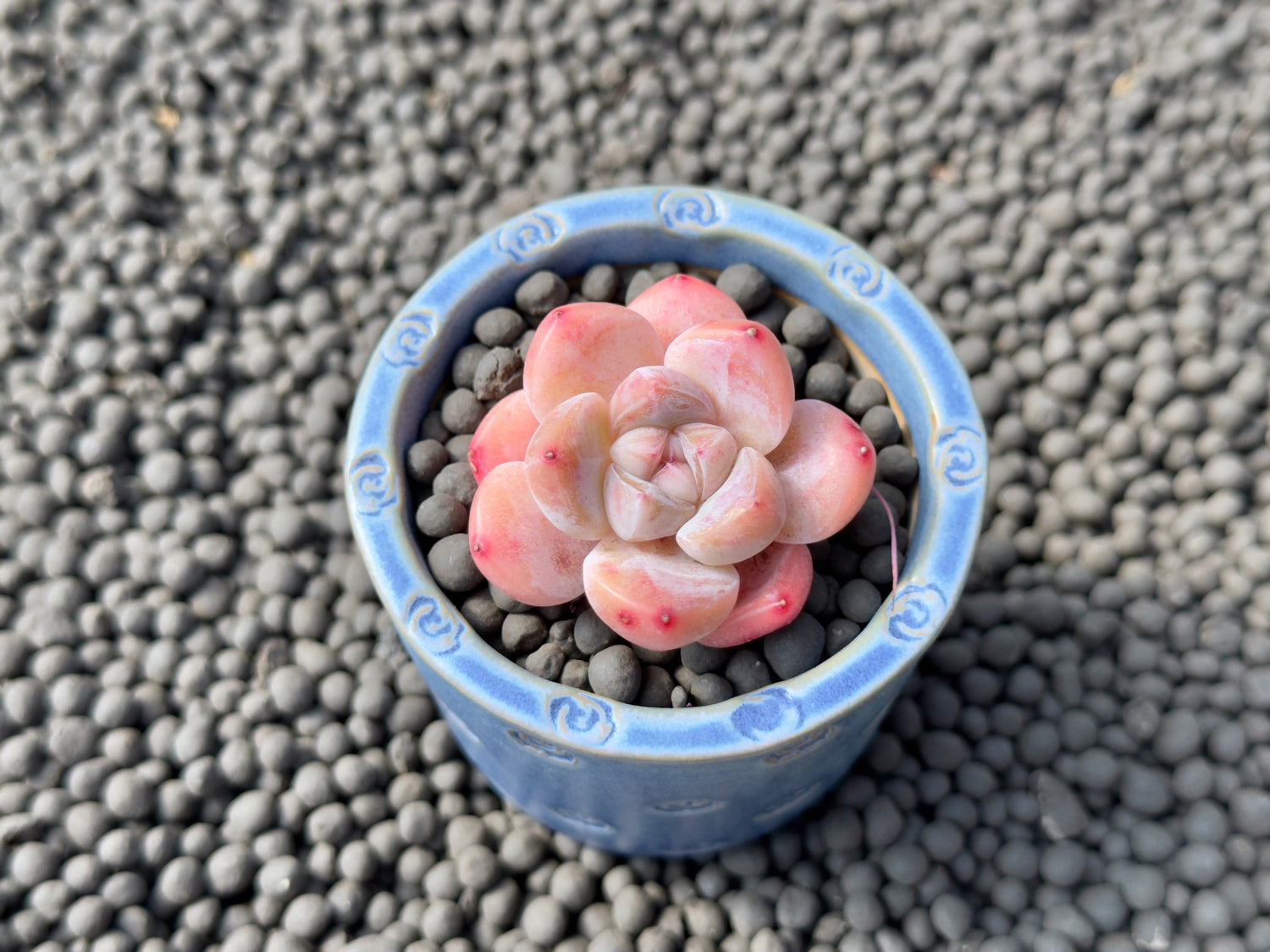 Echeveria Yuha Imported Succulent Plant