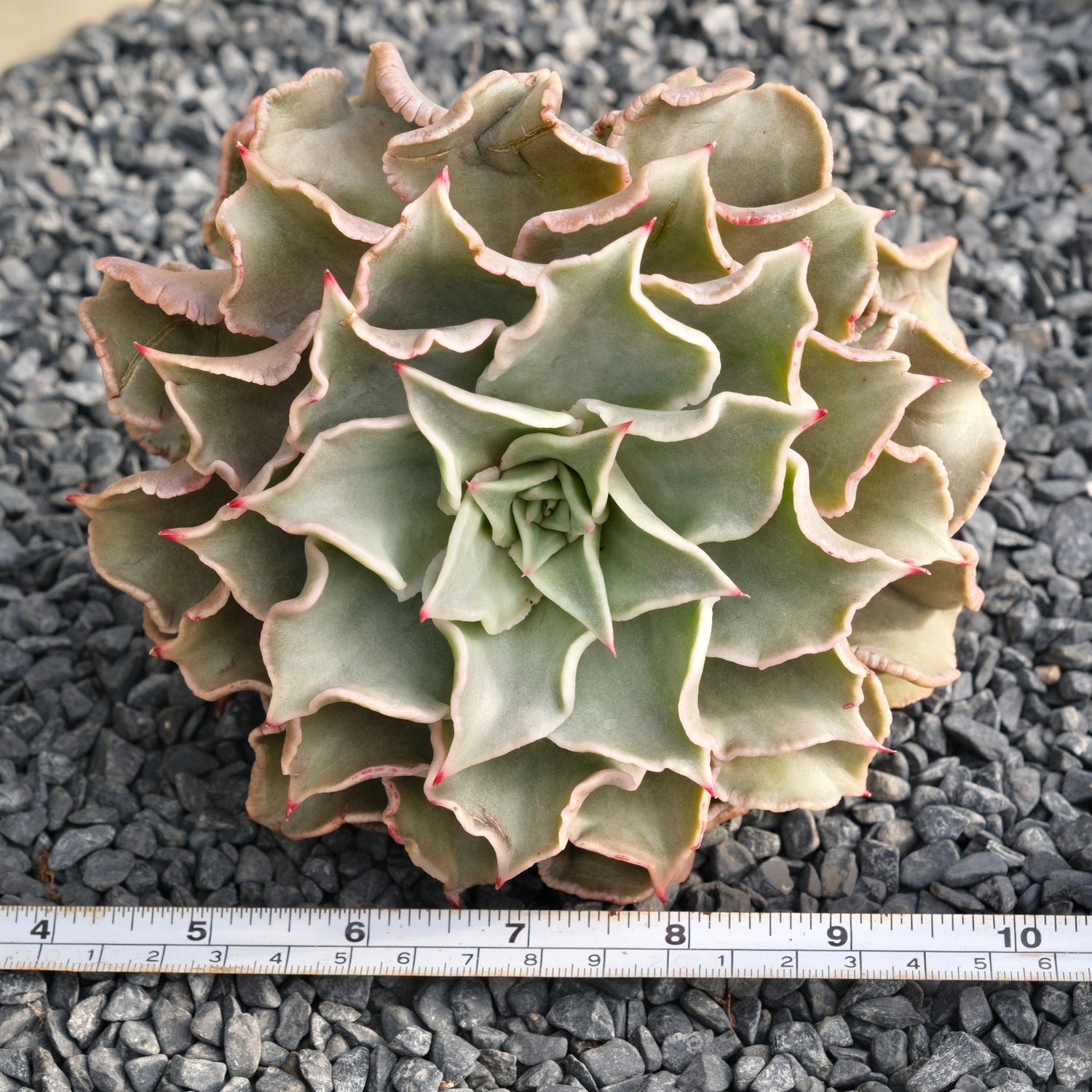 Huge Echeveria Madiba Korean Succulent Plant