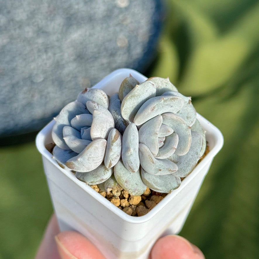 Echeveria Milk Purple Korean Succulent Plant Changhee hybrid