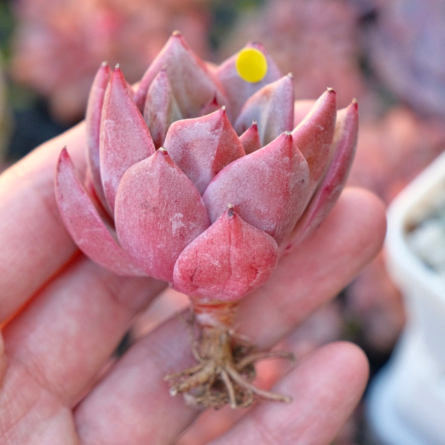 Echeveria Seosi Korean Succulent Plant Hwaga hybrid