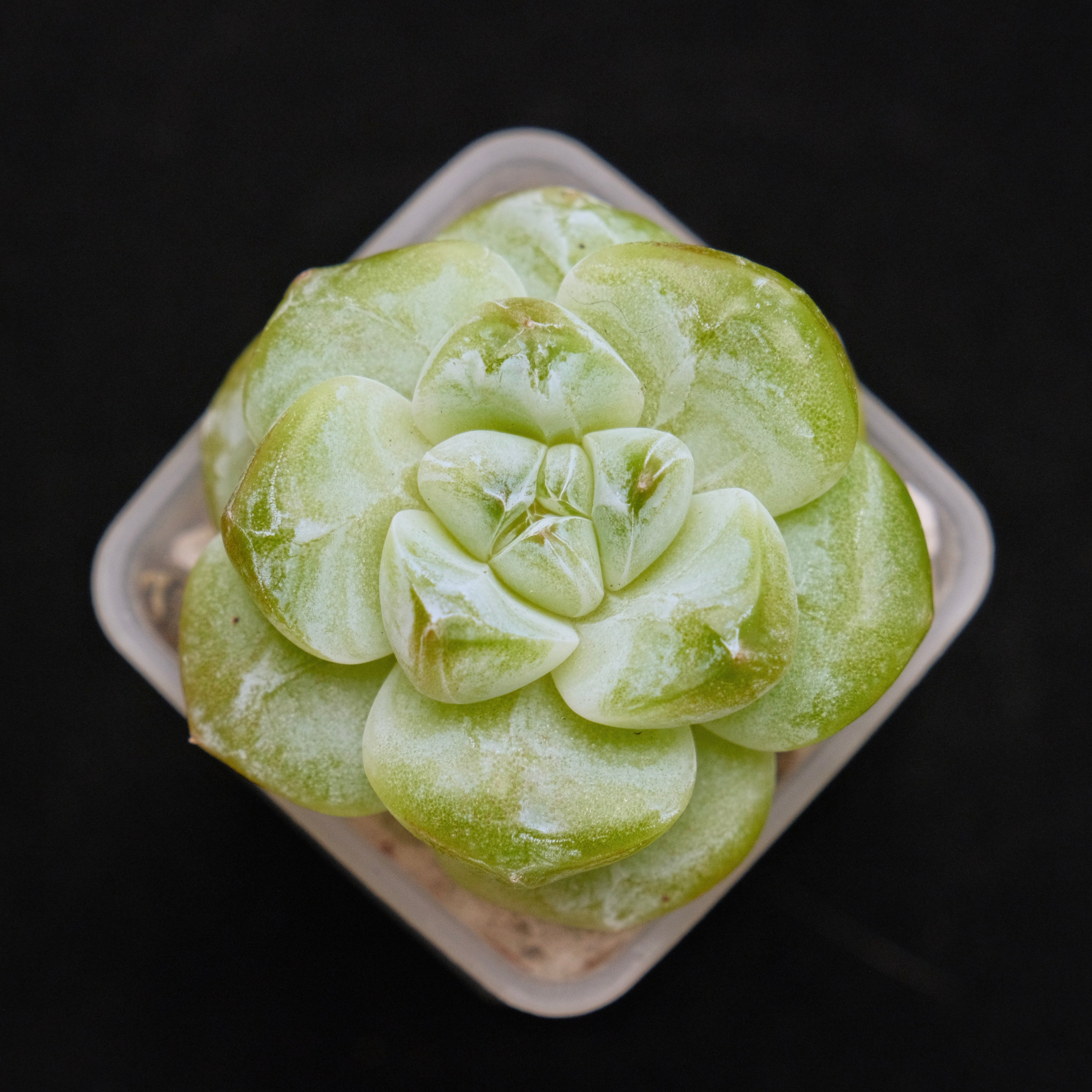 Echeveria Ice Green Korean Succulent Plant