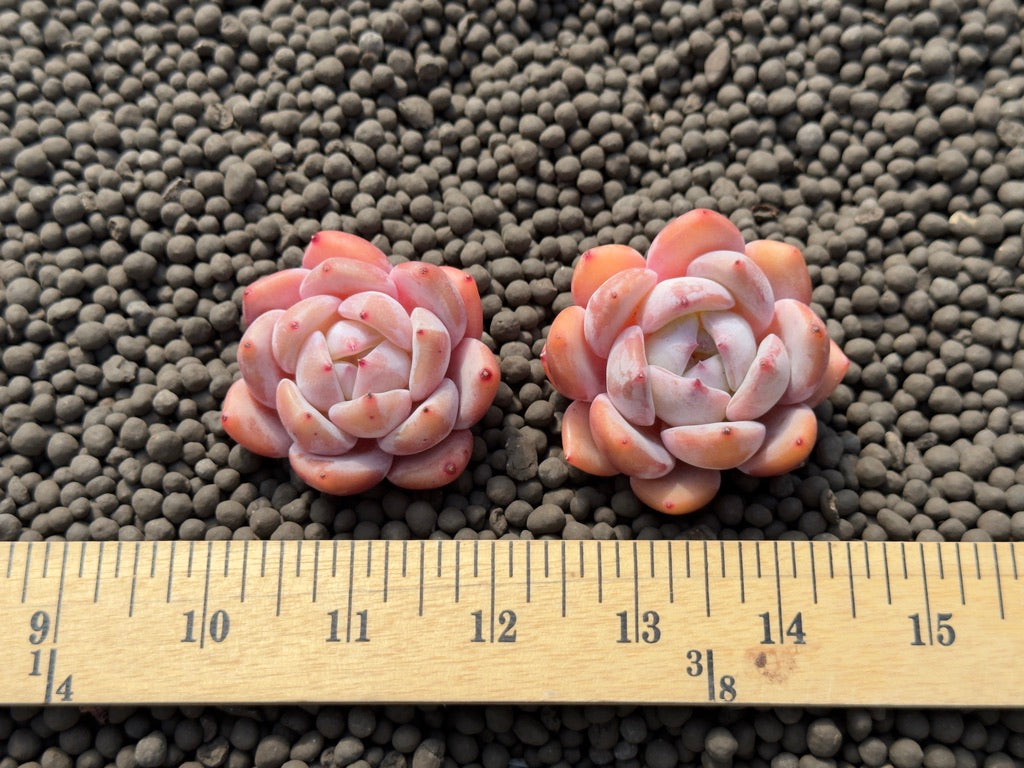 Echeveria Coral Peach Imported Succulent Plant