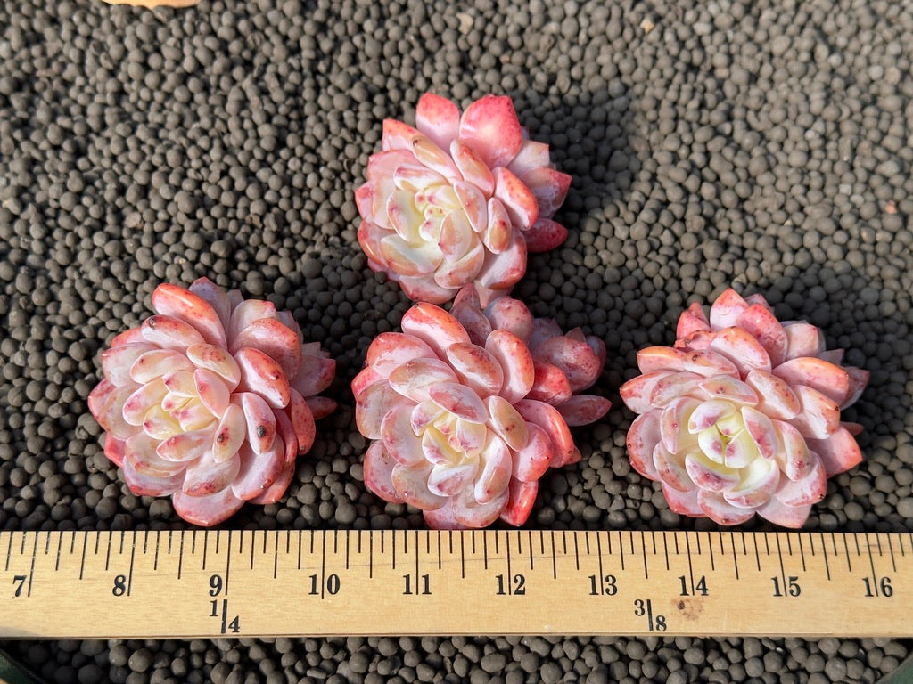 Double Echeveria Monroe Imported Succulent Plant