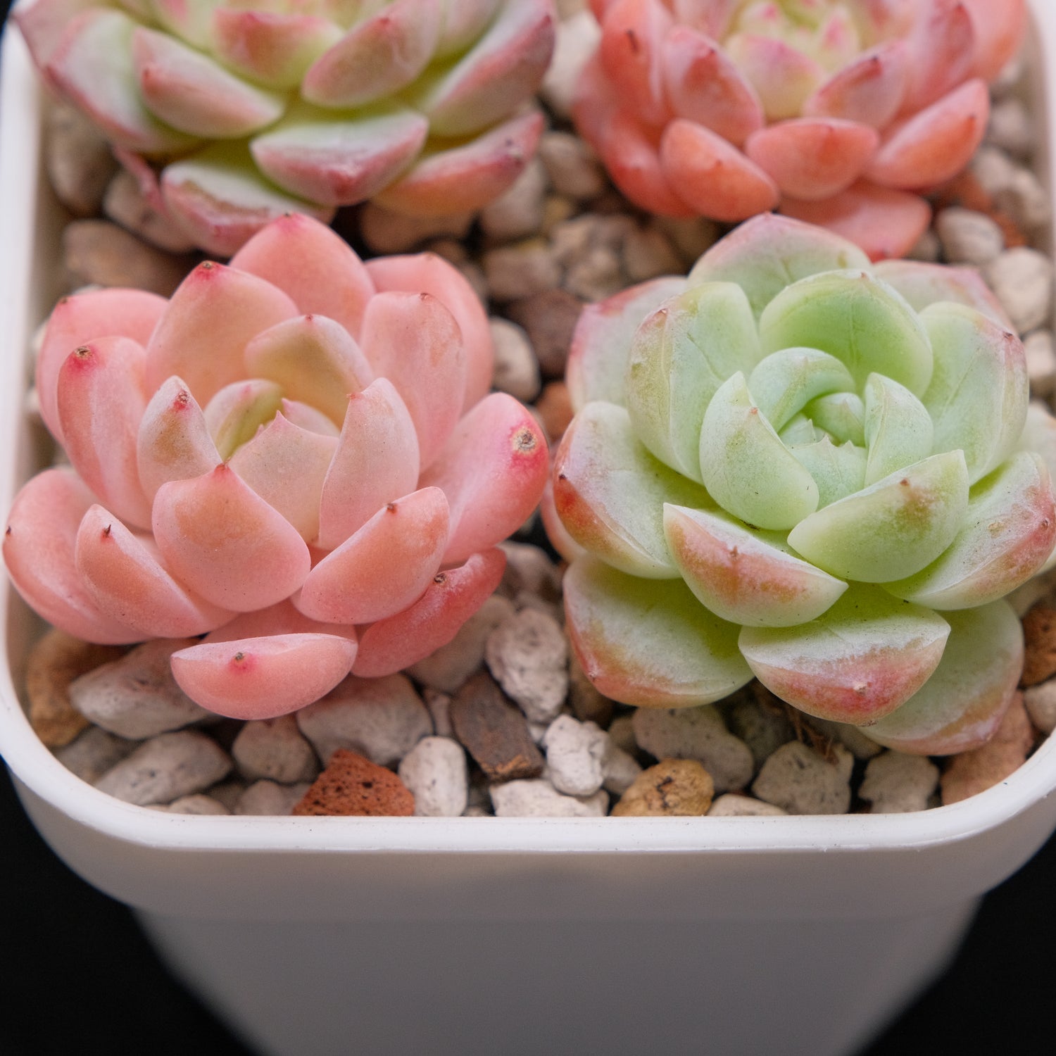 Echeveria Hybrid Set of 4 Imported Succulent Plants