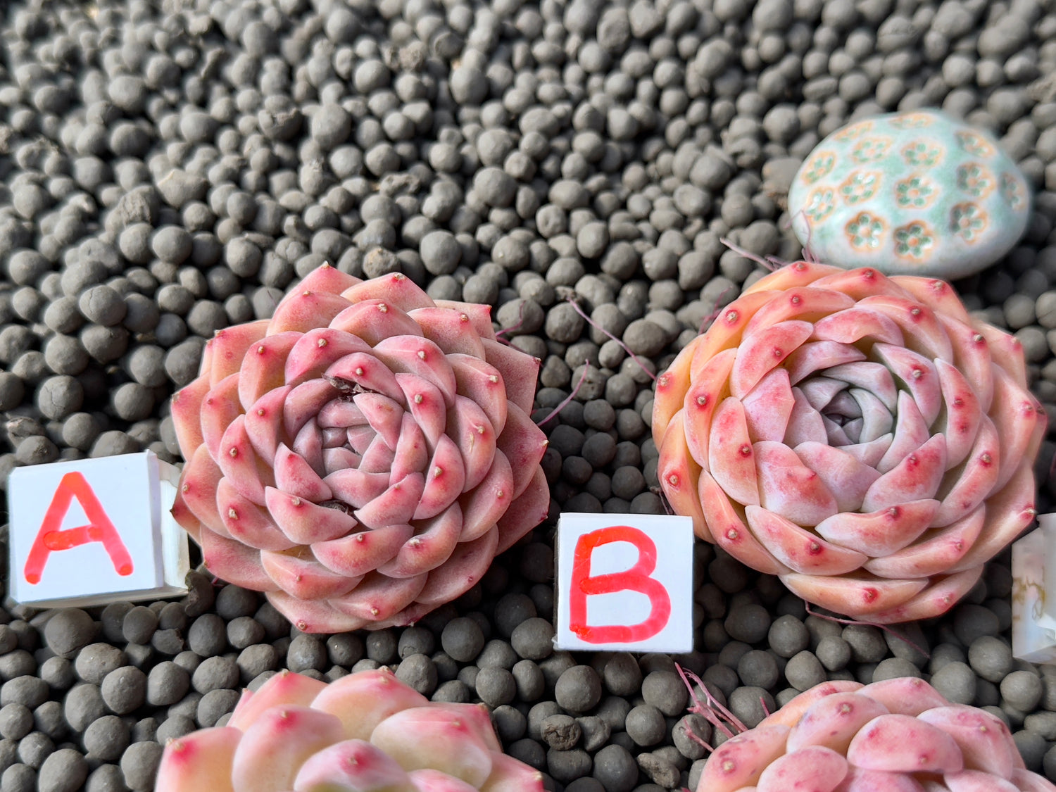 Echeveria Pink Lina Imported Succulent Plant