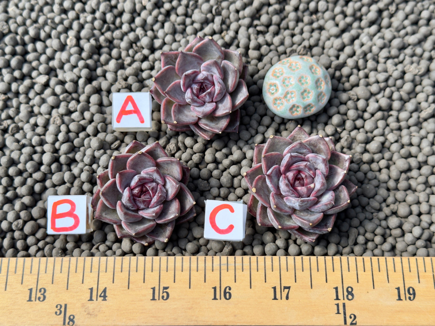 Echeveria Magenta Korean Succulent Plant