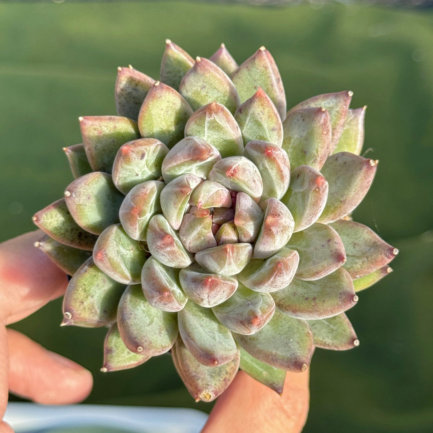 Echeveria Karban Korean Succulent Plant