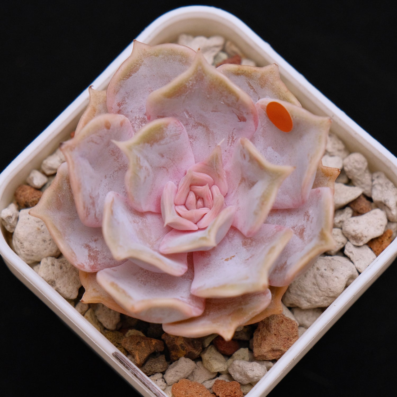 Echeveria Lilacina Korean Succulent Plant