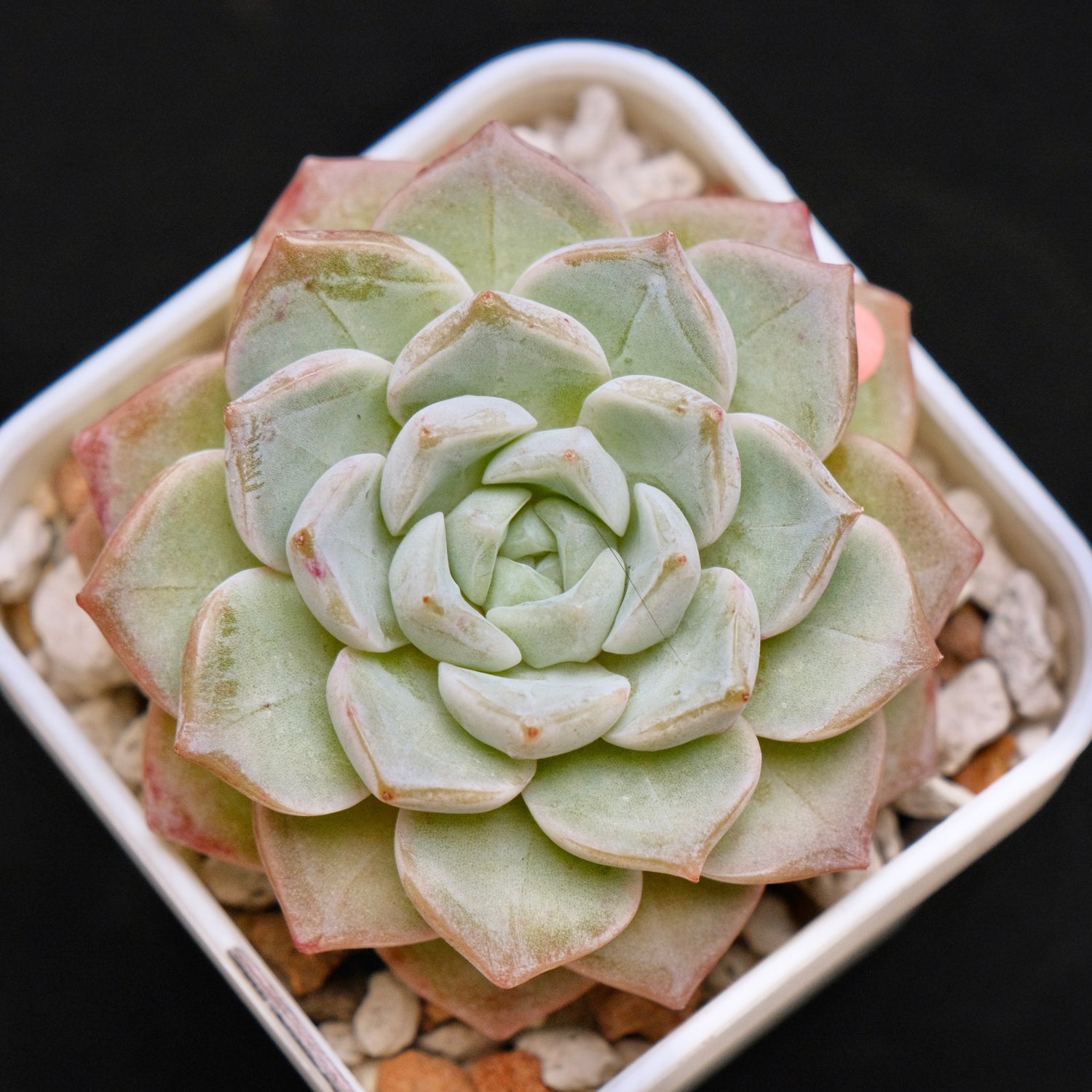 Echeveria Pink Spot Korean Succulent Plant