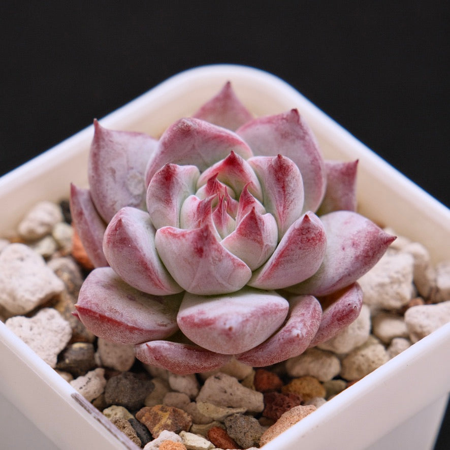 Echeveria Blue Heart Korean Succulent Plant