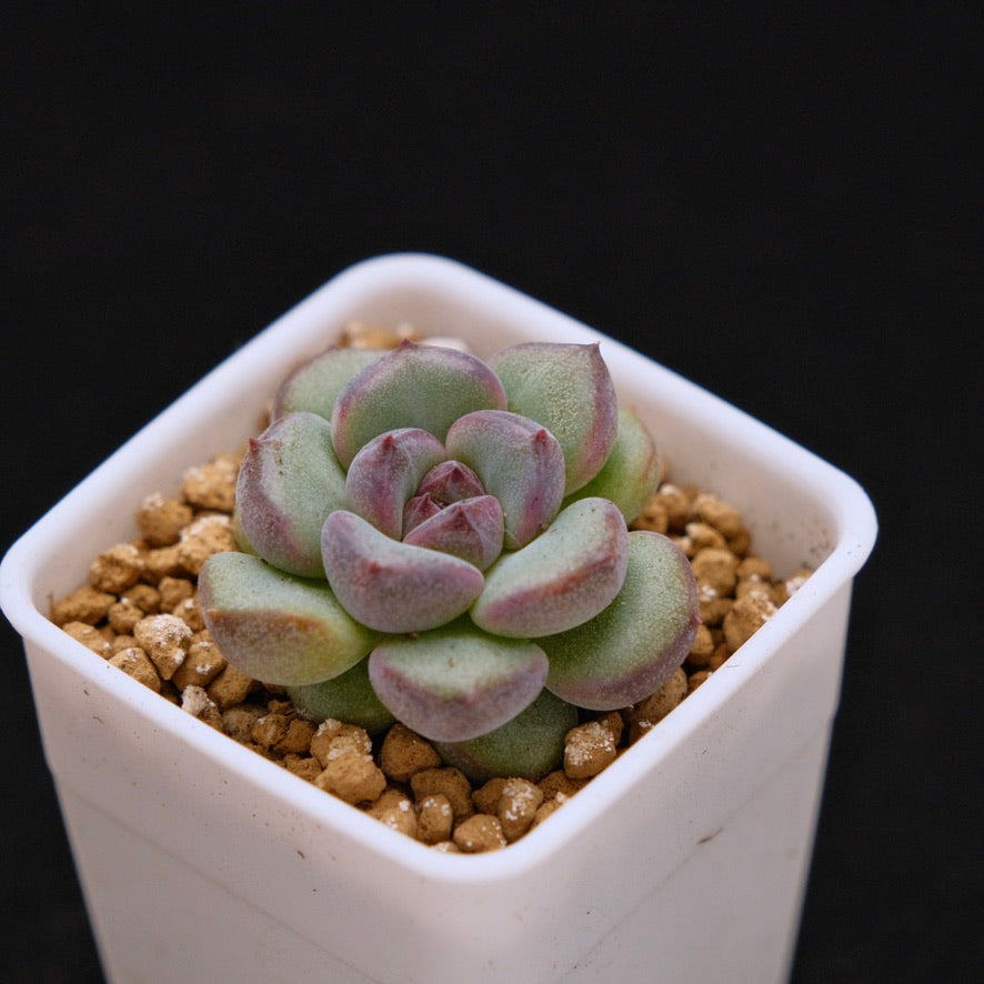 Echeveria Boracay baby Korean Succulent Plant